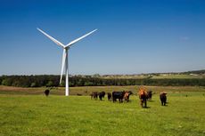 Cattle at a wind farm