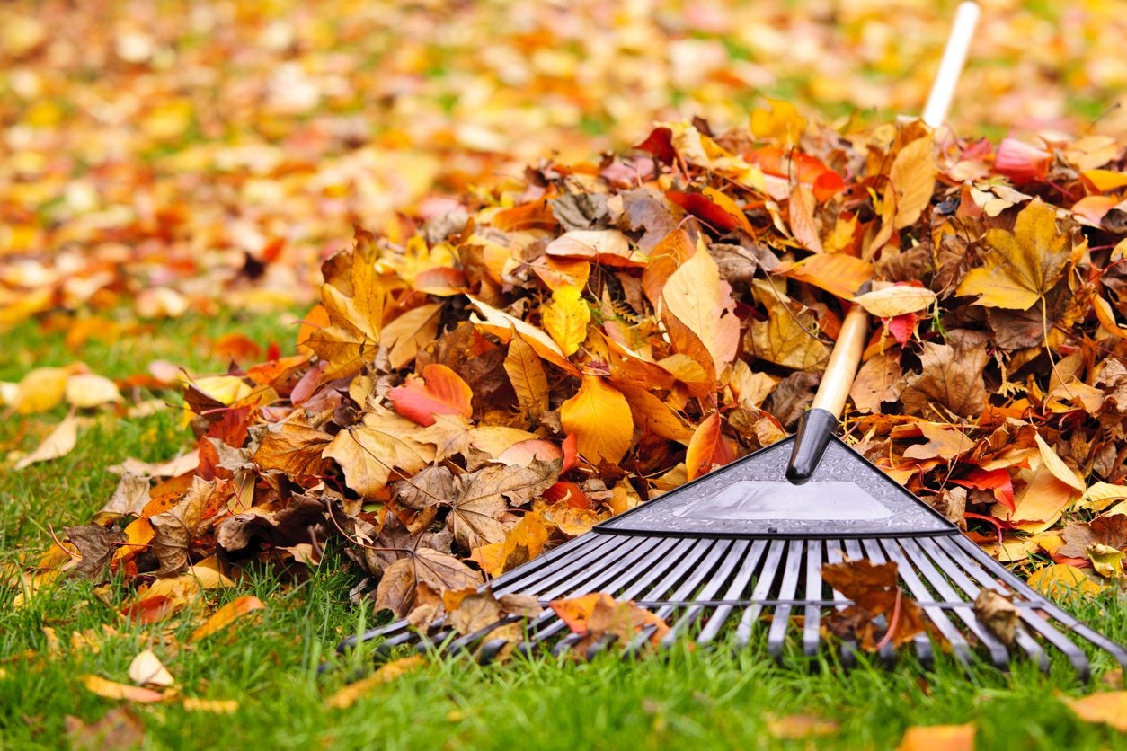 Yard on sale leaf rake