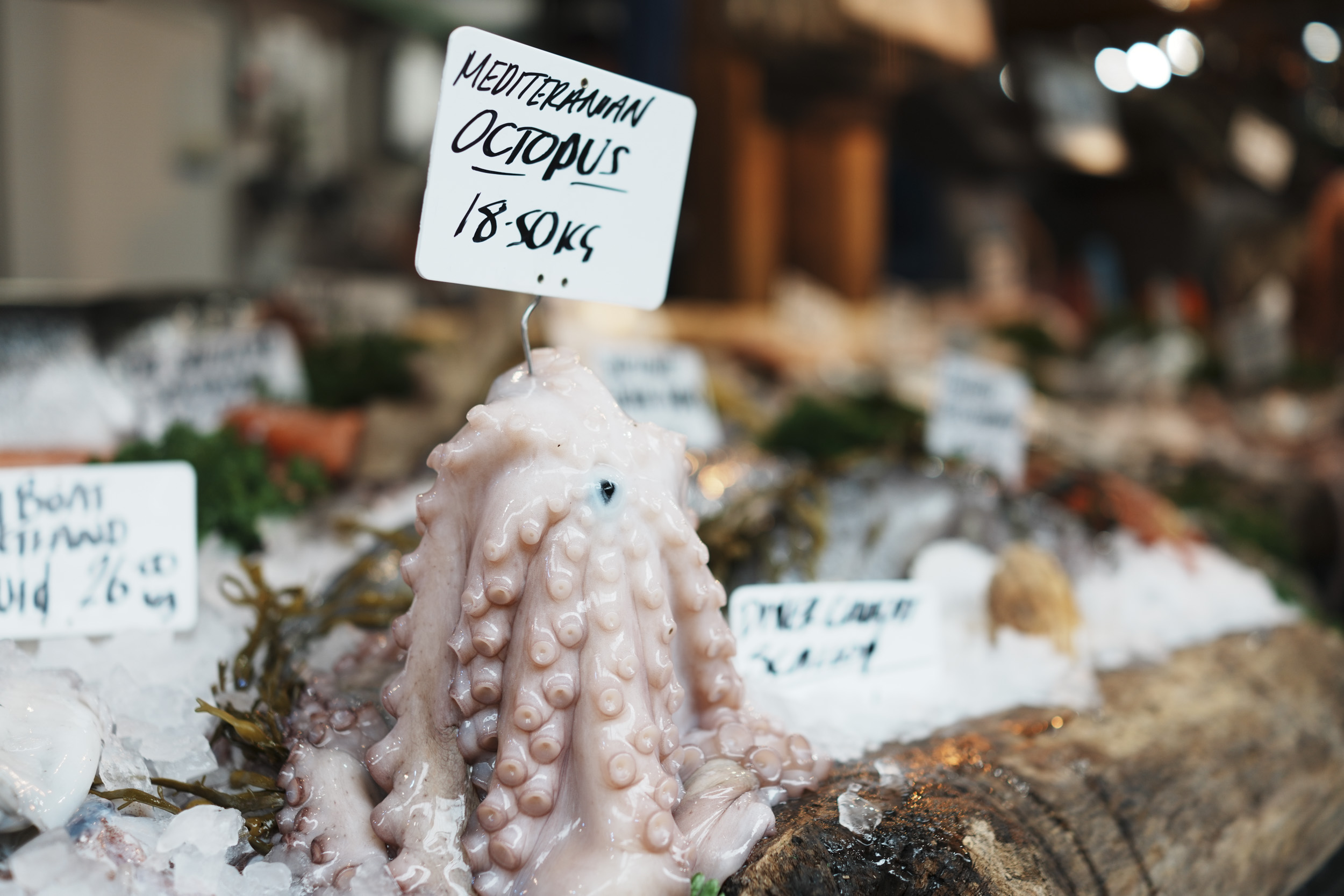 Sony RX1R III sample gallery: fishmonger in London's Borough Market, close up of octopus. on ice