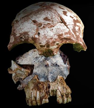 A reconstruction of the human skull discovered in Tam Pa Ling.