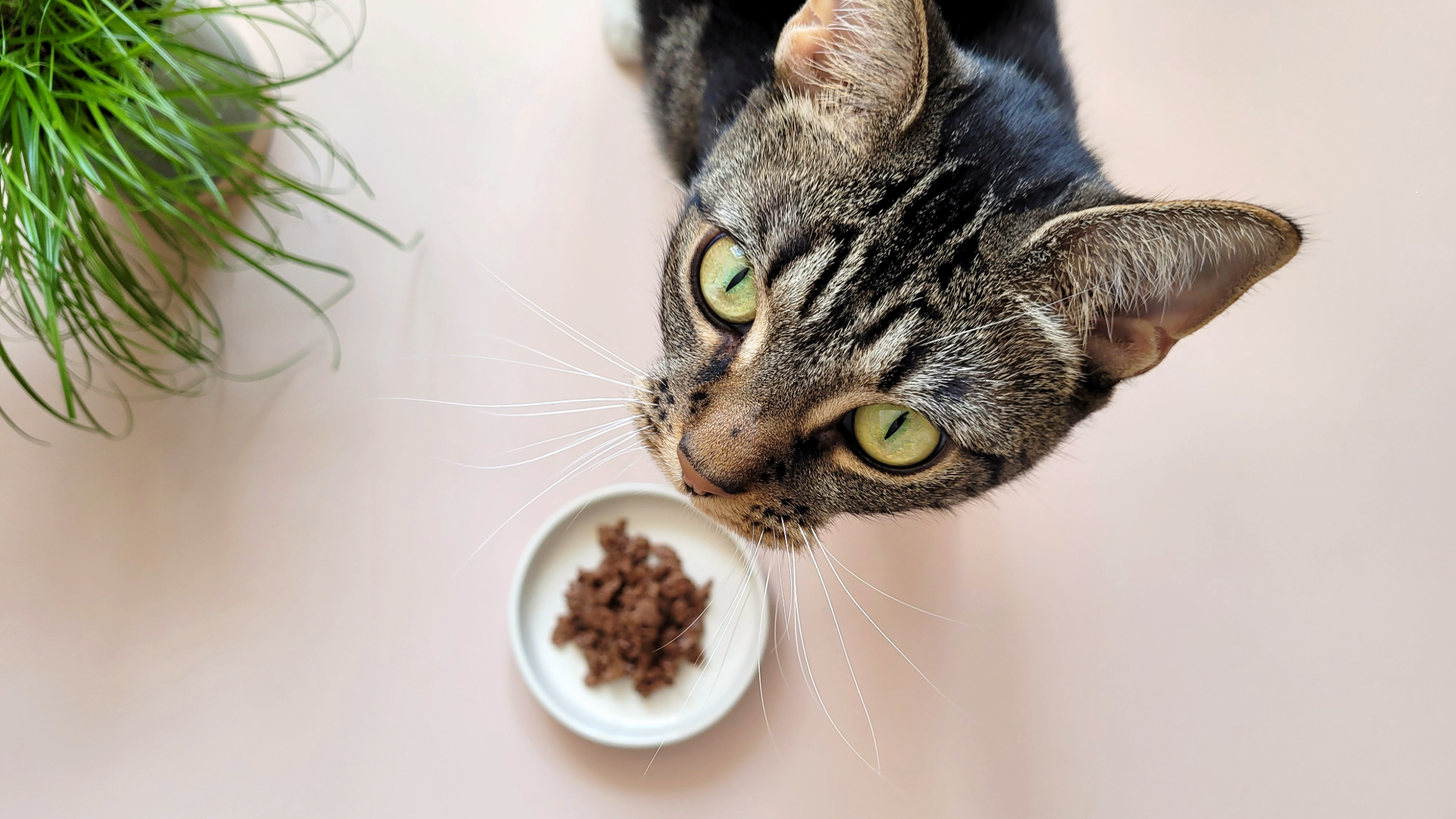 10 reasons why your cat won’t eat wet food | PetsRadar