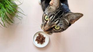 Birds eye view of a cat looking up, standing behind a bowl of wet cat food