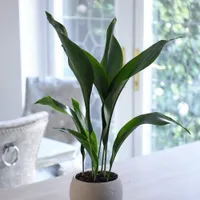 Best indoor plants: Aspidistra
