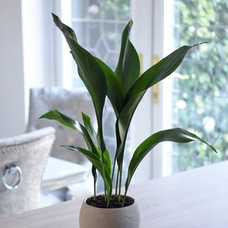 Best indoor plants: Aspidistra