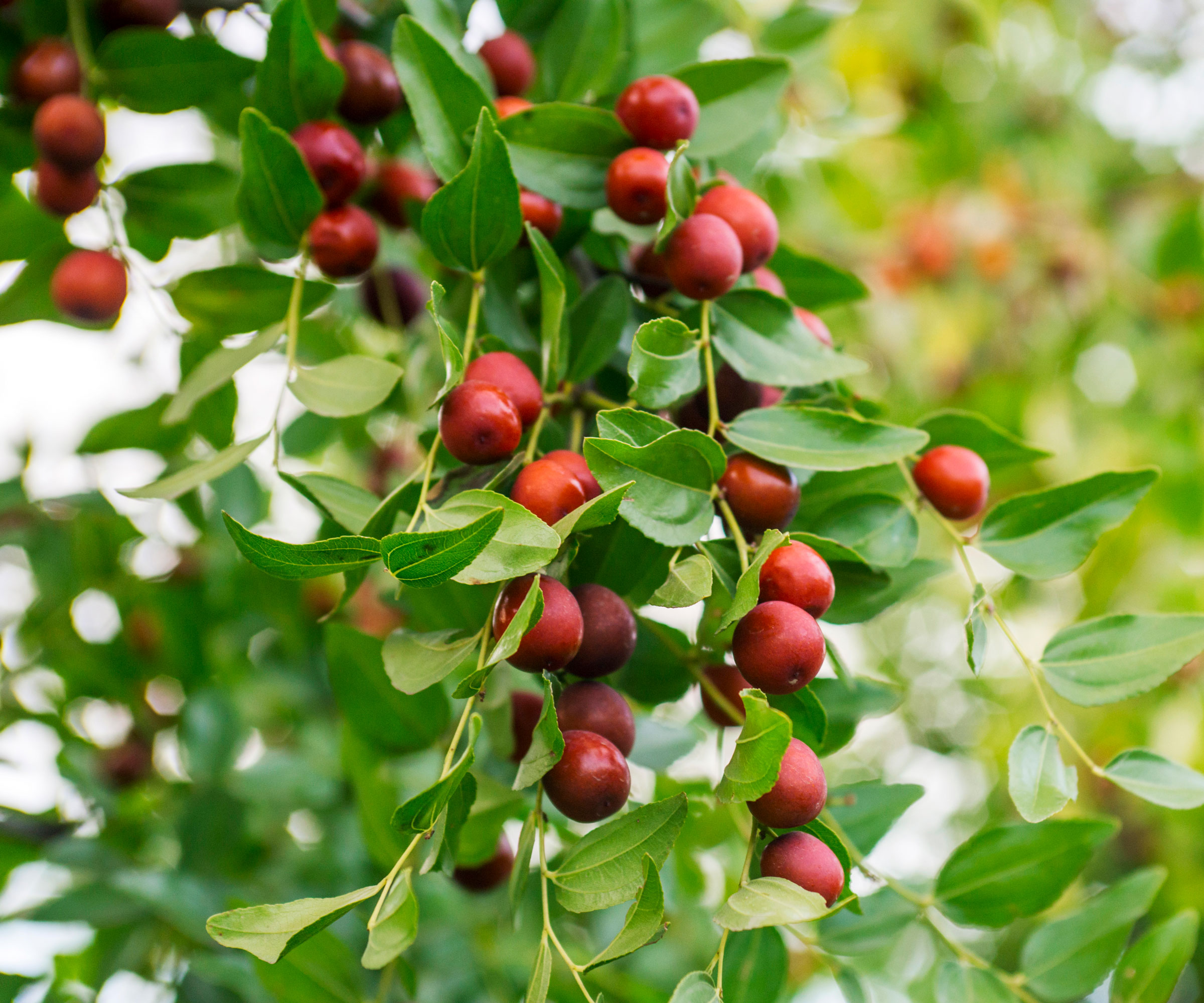 jujube tree showing clusters of red fruits hanging from a branch