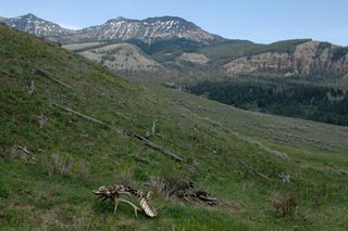 The remains of an elk dot a hillside in Yellowstone National Park