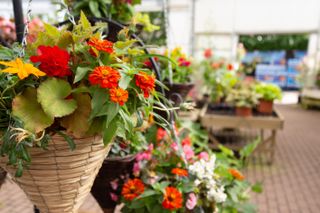 Hanging baskets UK gardens