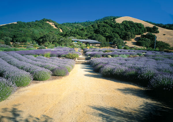 California cellar doors, Matanzas Creek