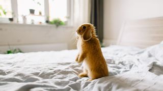 Rabbit on bed sitting on its hind legs