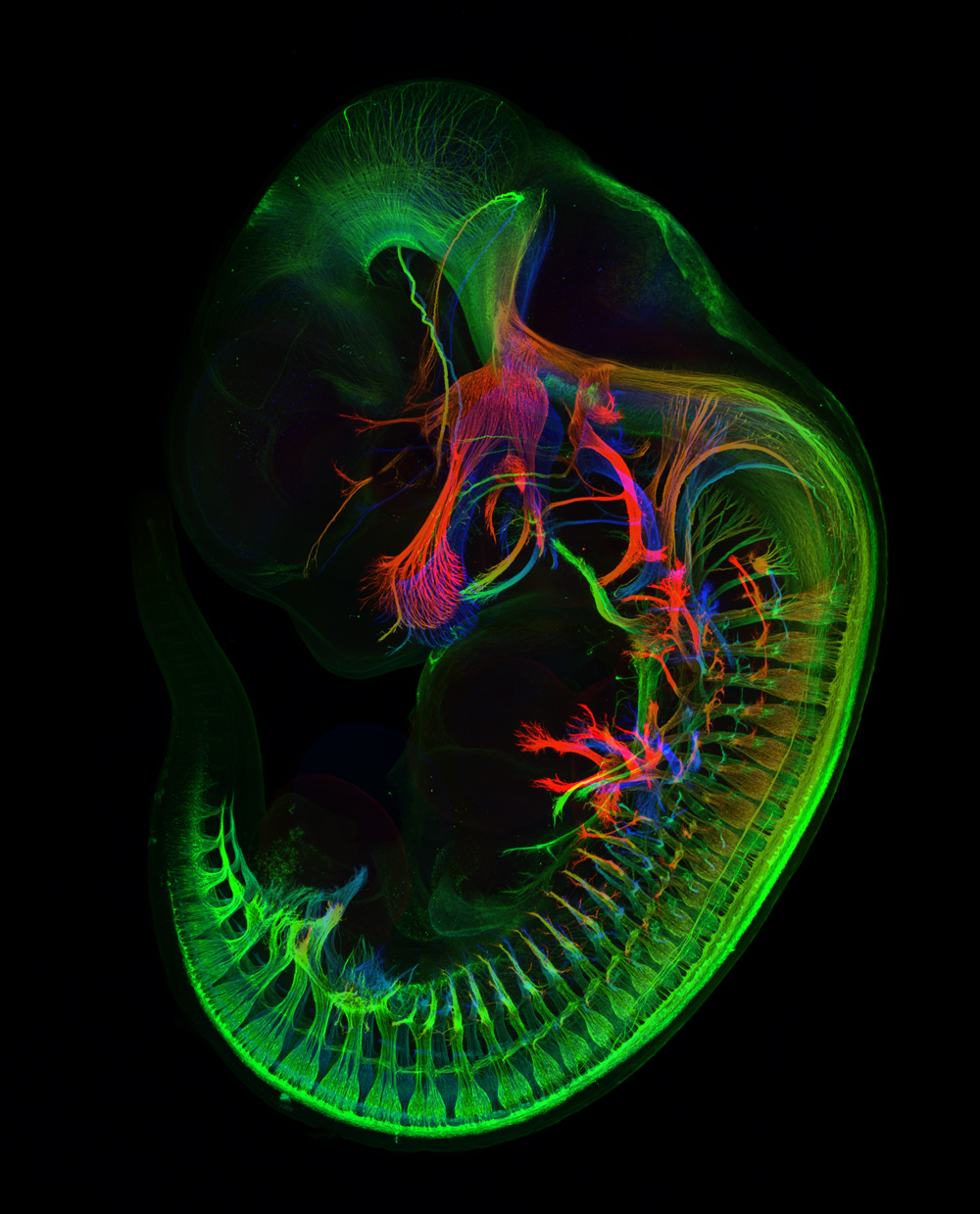 nikon small world competition, mouse embryo