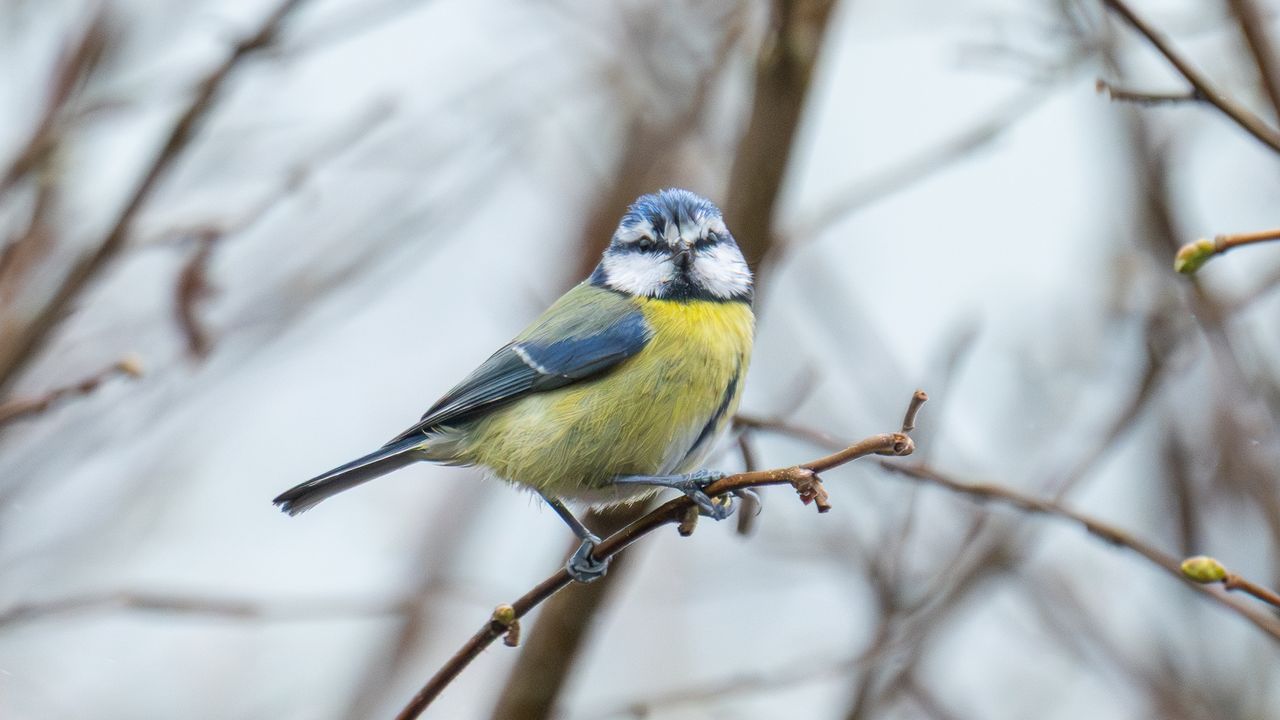 eurasian blue tit sat in a tree