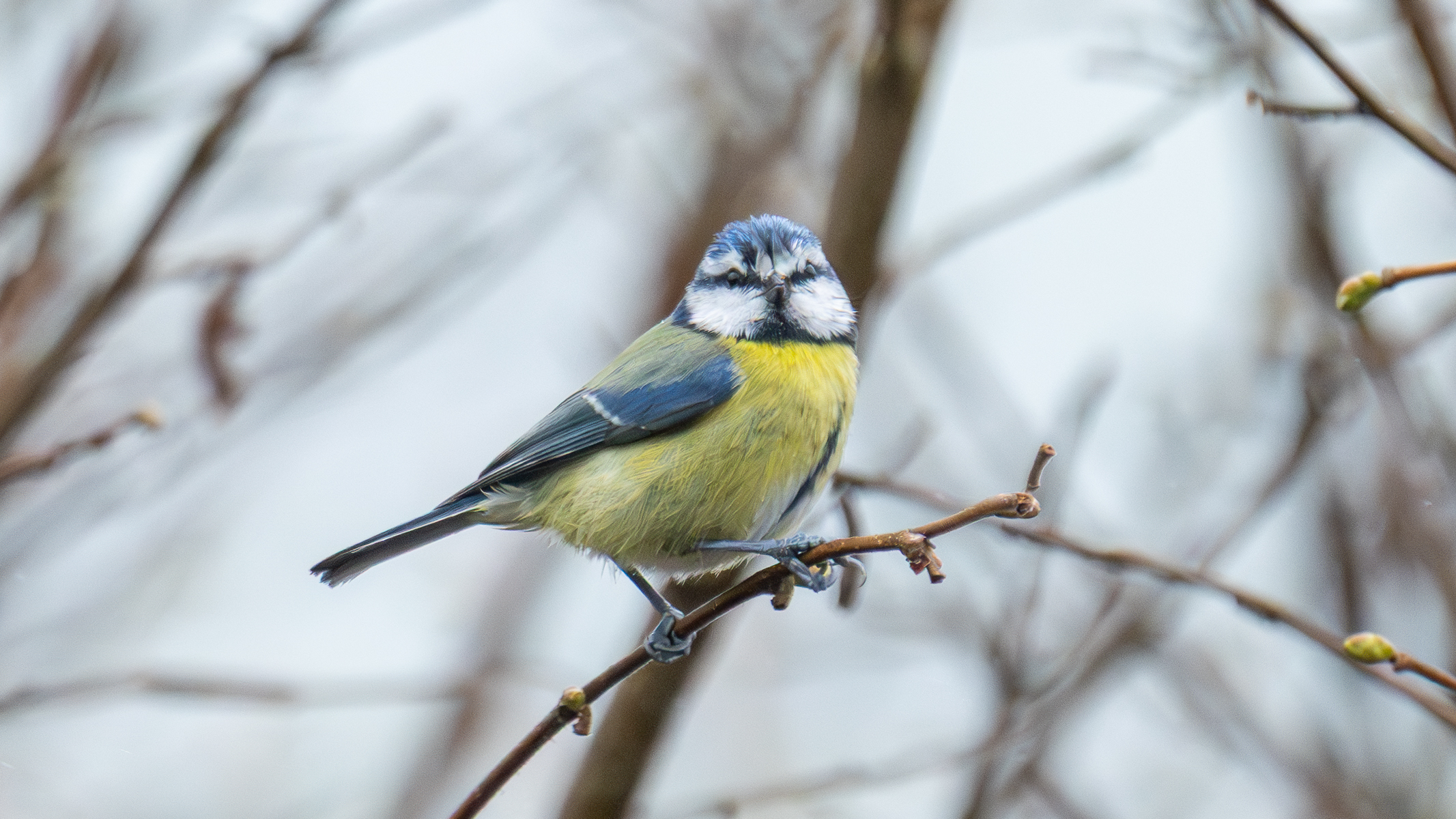 eurasian blue tit sat in a tree