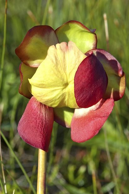 Yellow-Red Pitcher Plant Flower