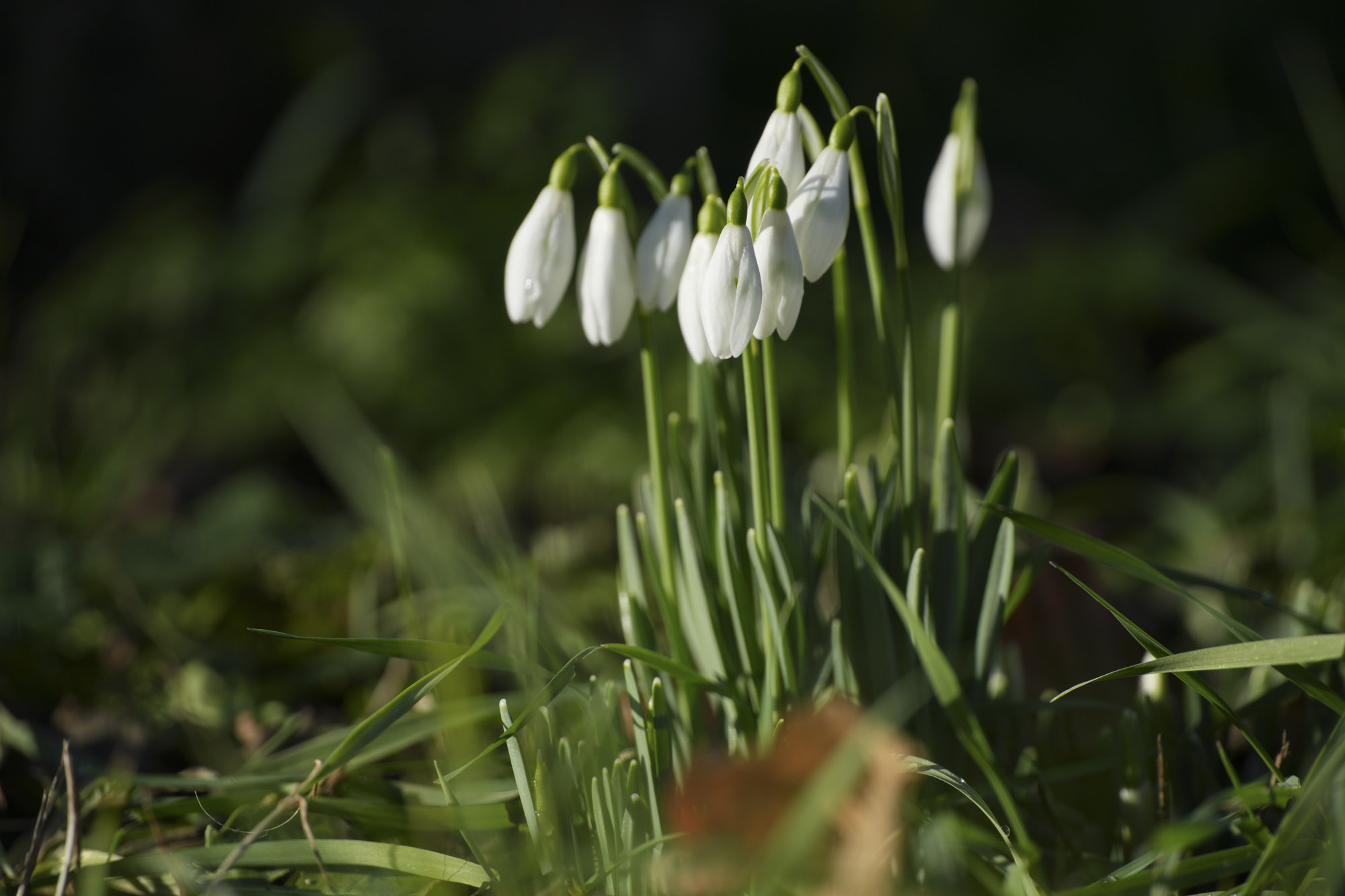 A comparison shot taken with the Sony FE 100mm f/2.8 Macro GM OSS lens showing with and without the Sony 2x teleconverter 