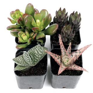Terrarium Succulent Set of 4 Types - 2in Pots