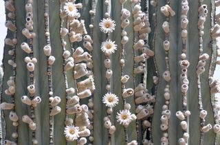 Cardon cactus - Beauty and purpose