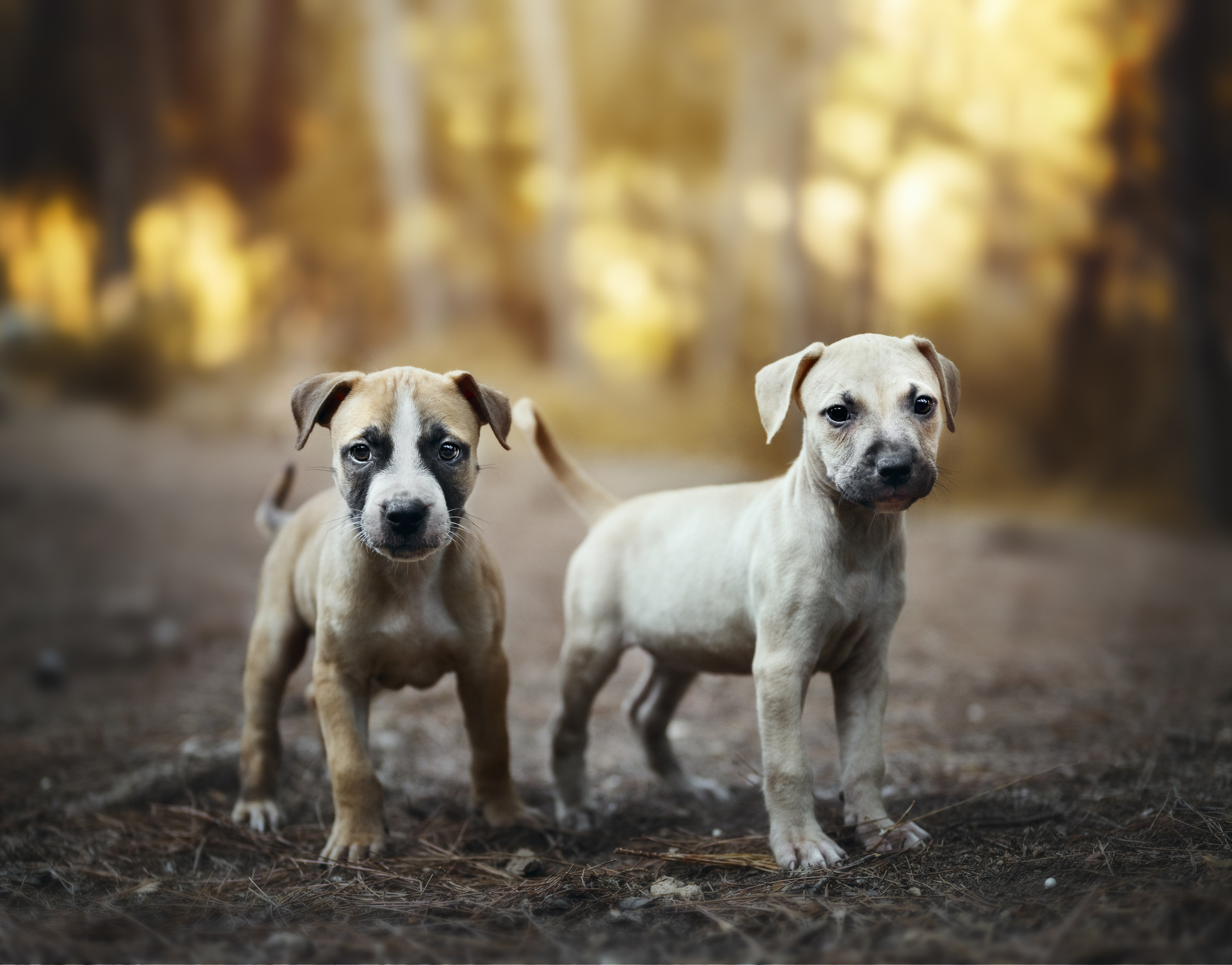 Two cute and adorable two-month old pitbull of london puppies together in the woods.