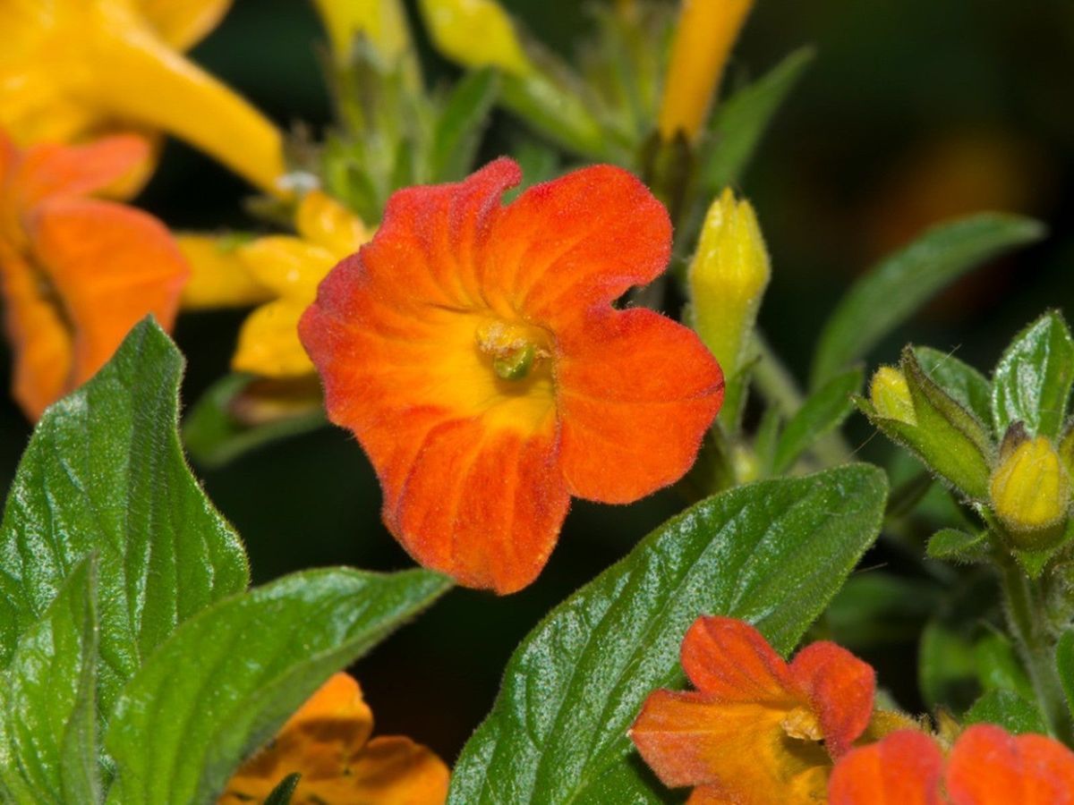 What Is A Marmalade Bush Learn How To Grow A Marmalade Bush