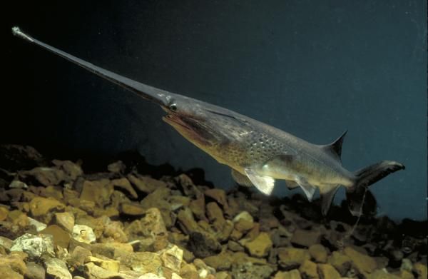 Missouri Emerges as Caviar Smuggling Center | Paddlefish Roe | Live Science