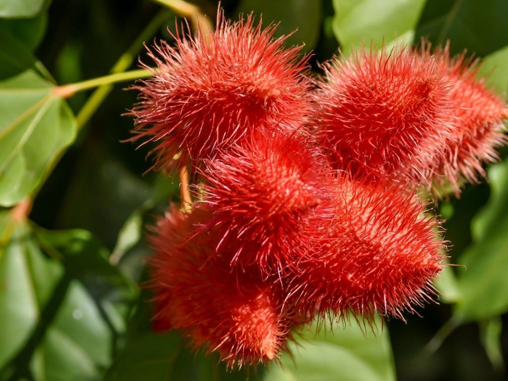 Annatto Achiote Information: How To Grow An Achiote Tree In The Garden ...