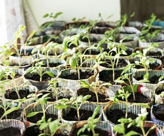 Seedlings in pots made from newspaper