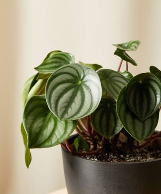 A peperomia watermelon plant in planter by Bloomscape