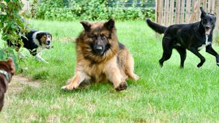 Dogs playing in a group