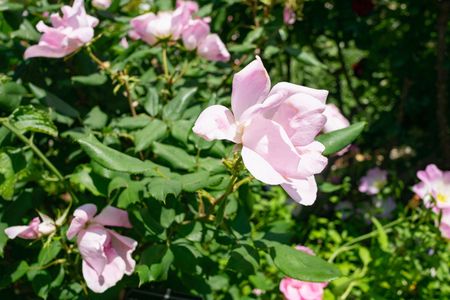 Light Pink Knock Out Rose Bush