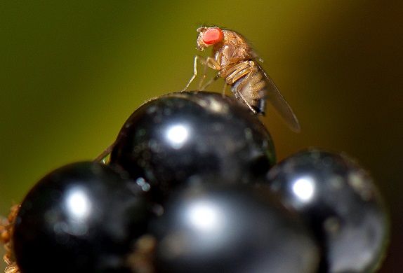 Flying Grape Insects Concerns rise as grape-rotting fly found in Bordeaux vineyards | Decanter