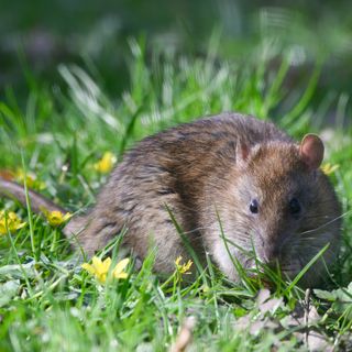 Rat on grass