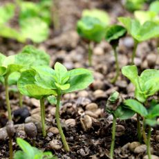 seedlings growing in coarse seed mix