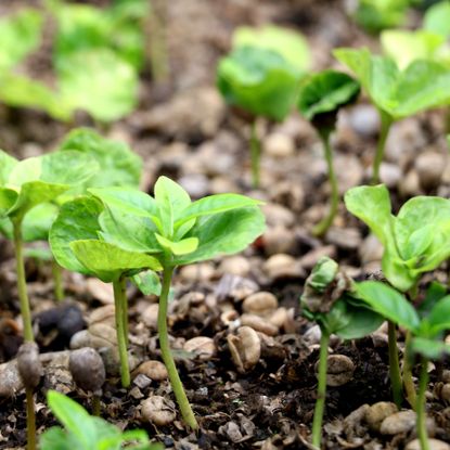 seedlings growing in coarse seed mix