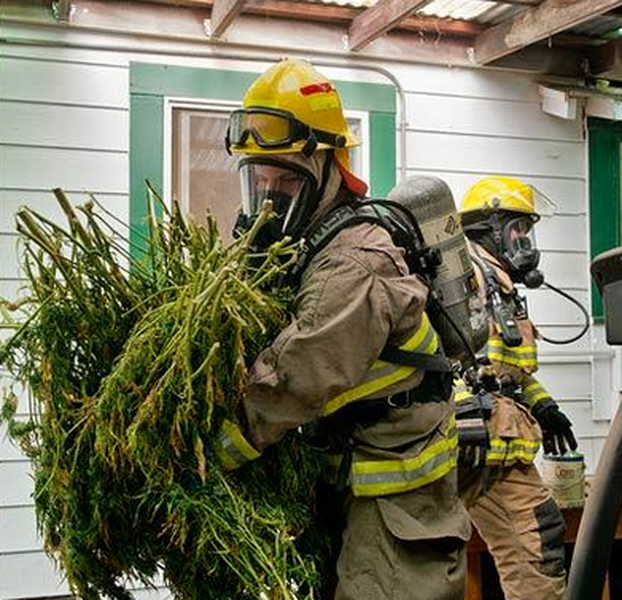 Firemen save marijuana crop from burning home | The Week