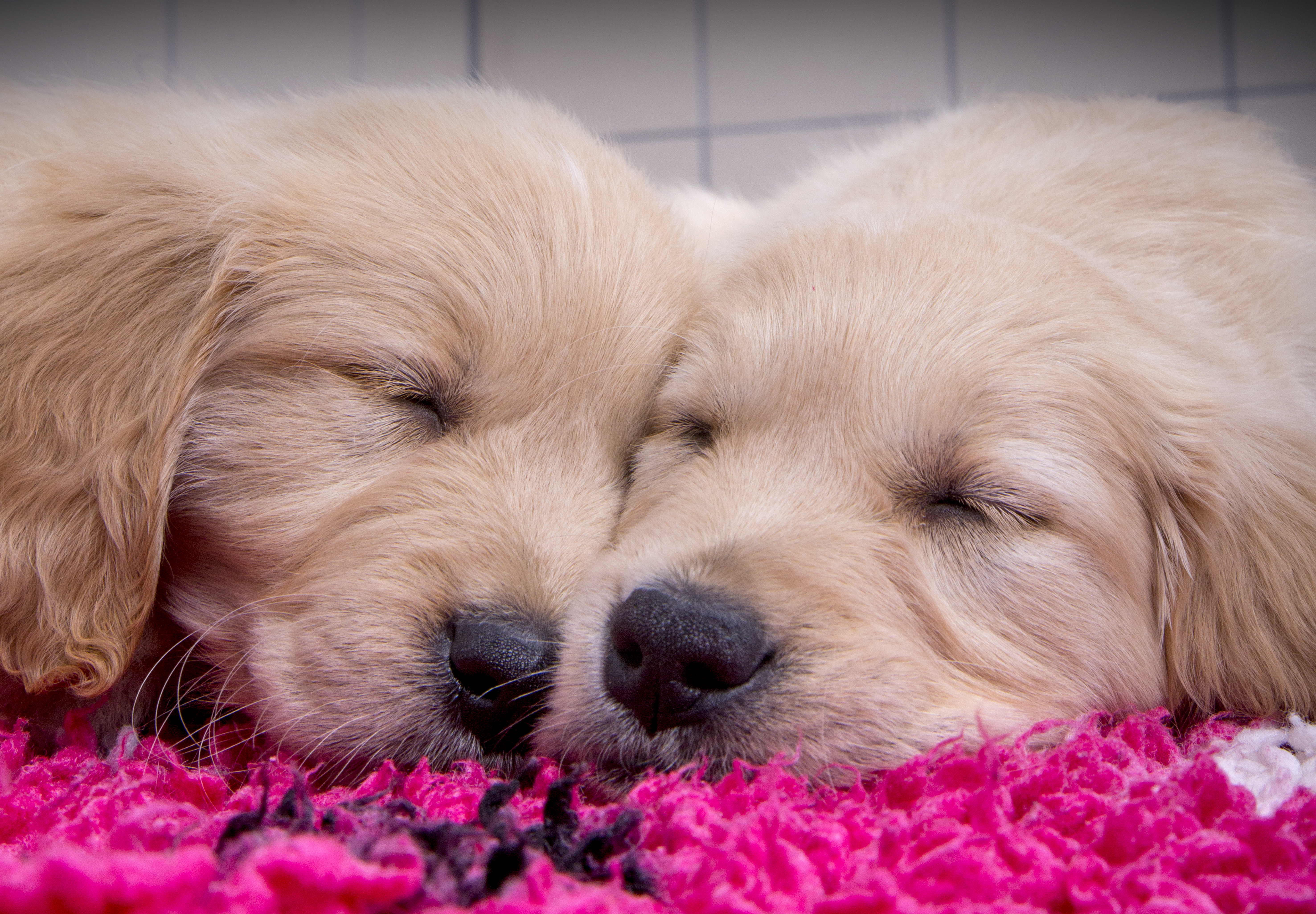 guide-dog puppies