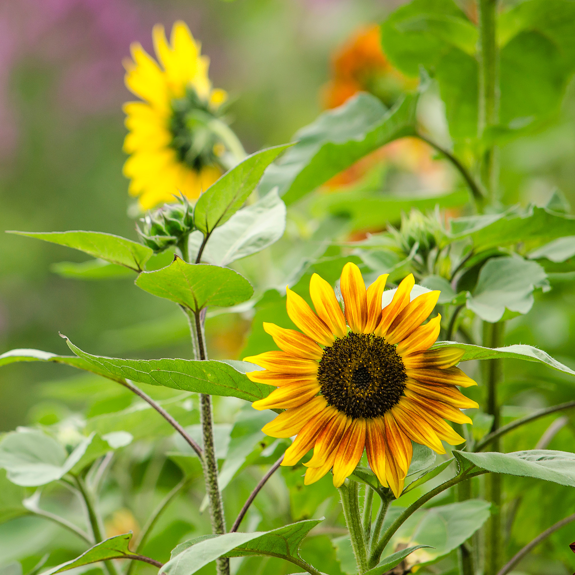 Garden with sunflowers in the foreground and a purple haze of loosestrife in the background