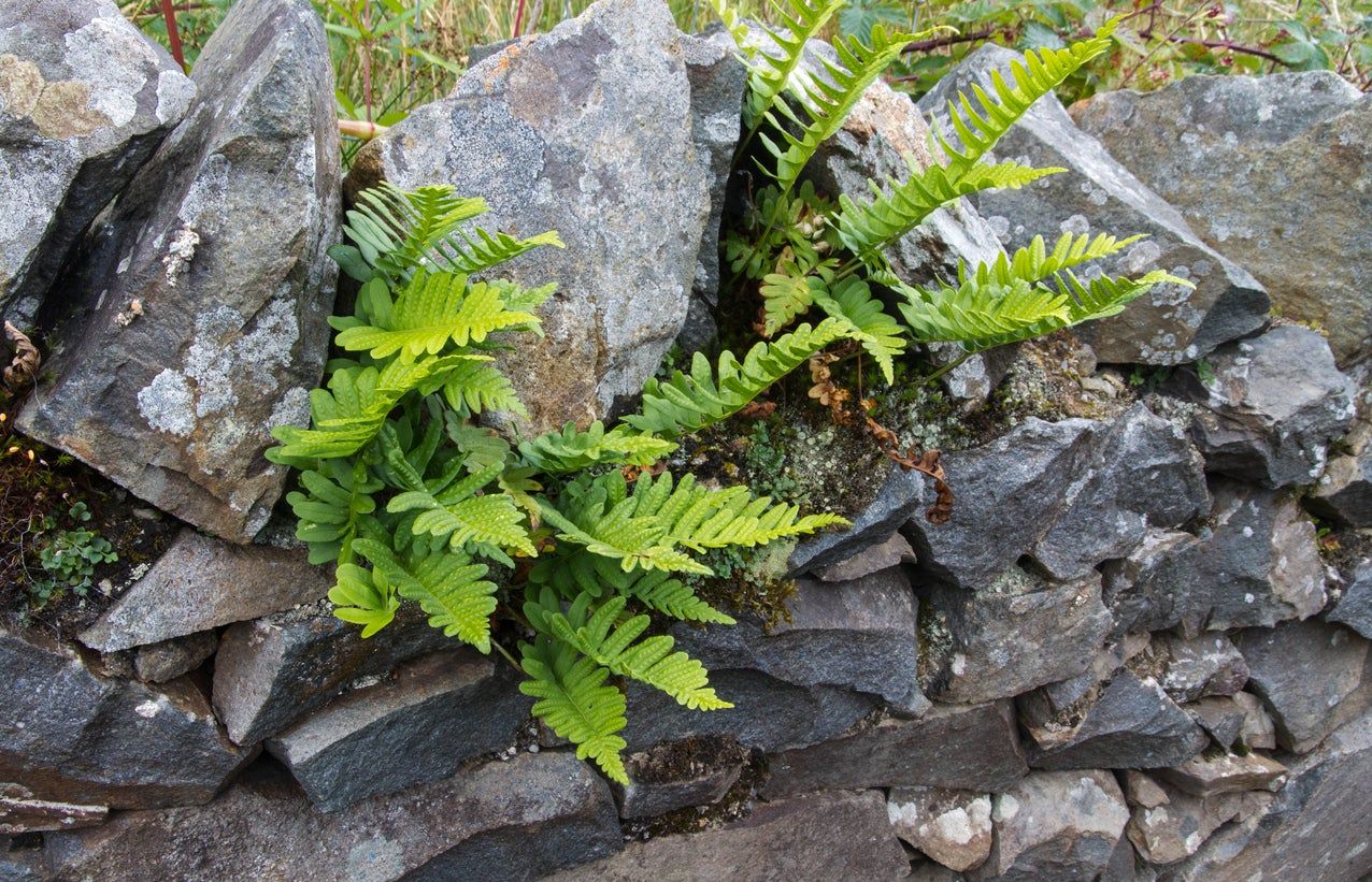 Clechnum Deer Fern Growing Between Rocks