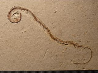 The, entire skeleton of Tetrapodophis with its head ending in a curly-q on the left.