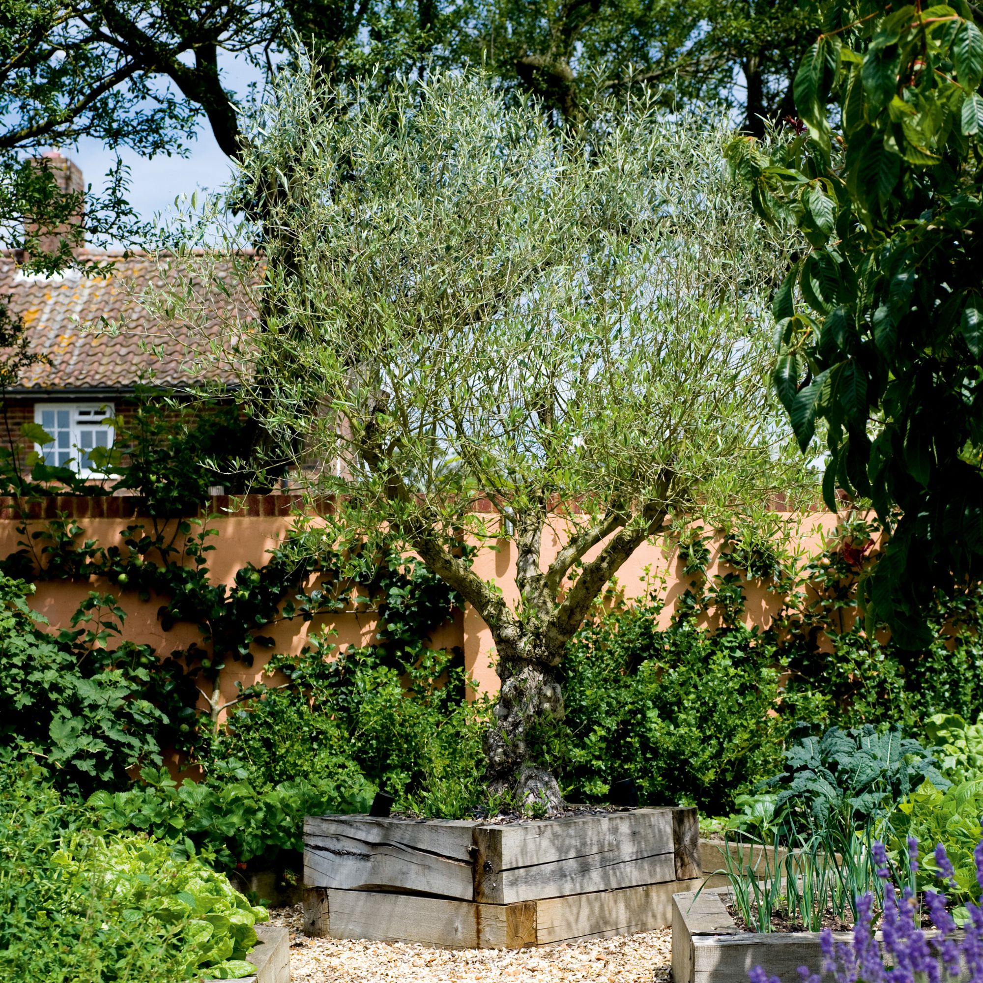 A tree in a garden