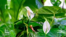 peace lily plant