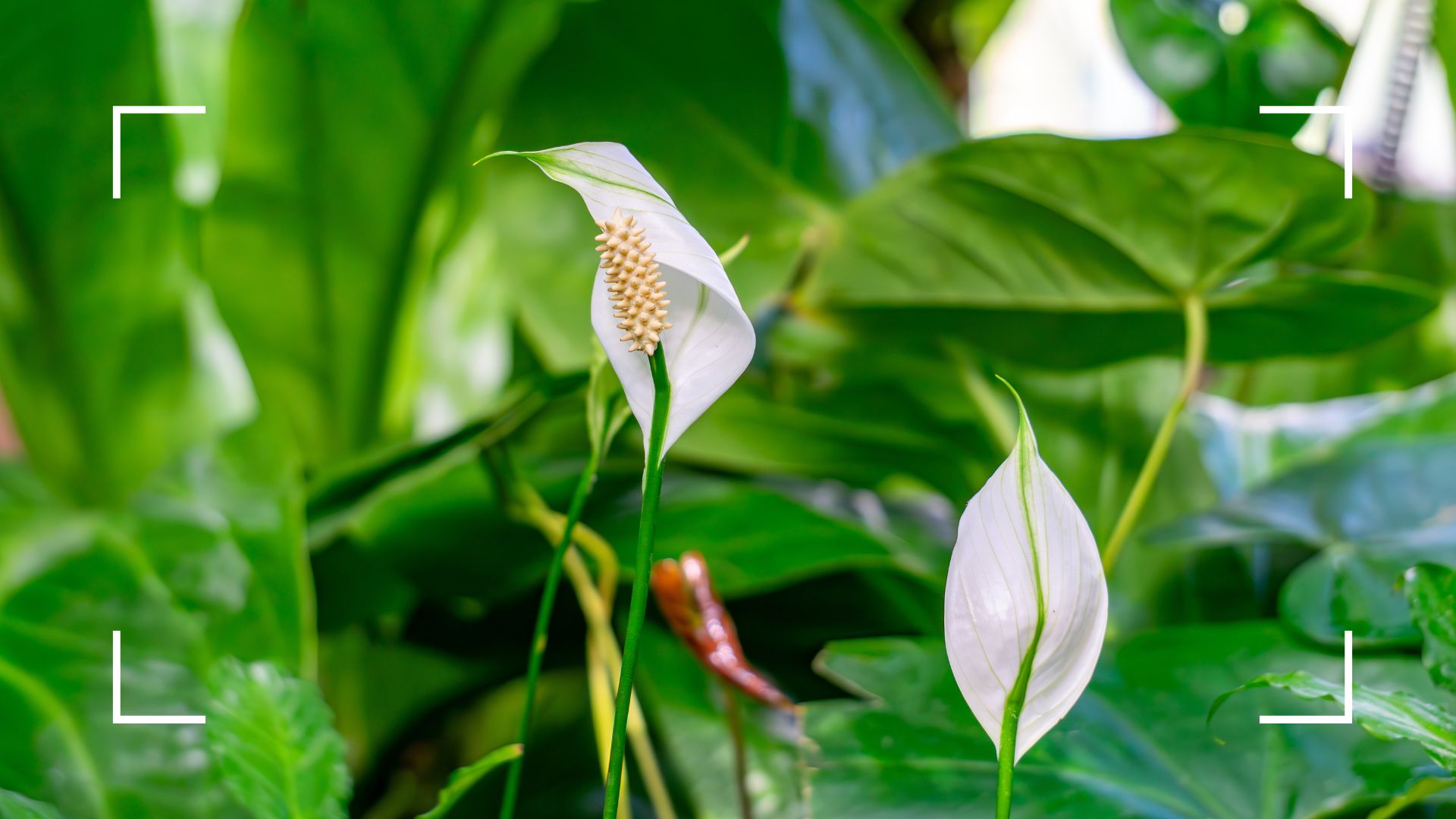 peace lily plant