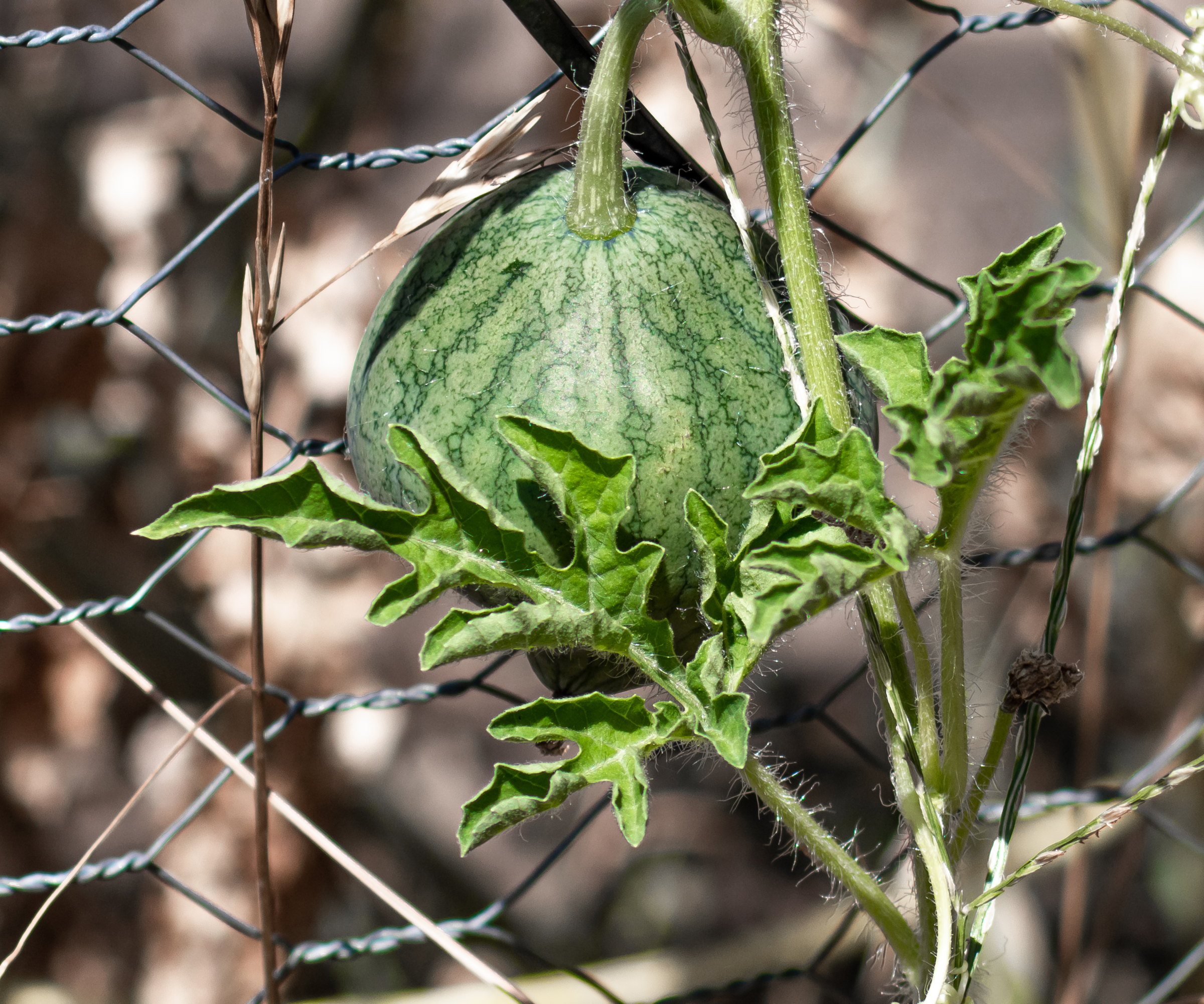 A watermelon plant growing up a metal trellis with a developing fruit