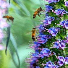 Bees approaching a blue flower