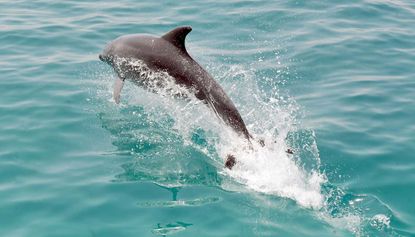 A ‘frisky’ dolphin has caused the closure of French beaches after pursuing swimmers