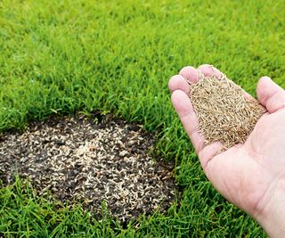 Hands sowing a patch of grass seed on a lawn