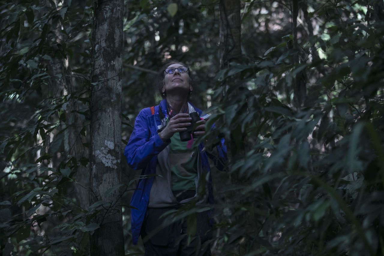 Karen Strier in a tree in Brazil