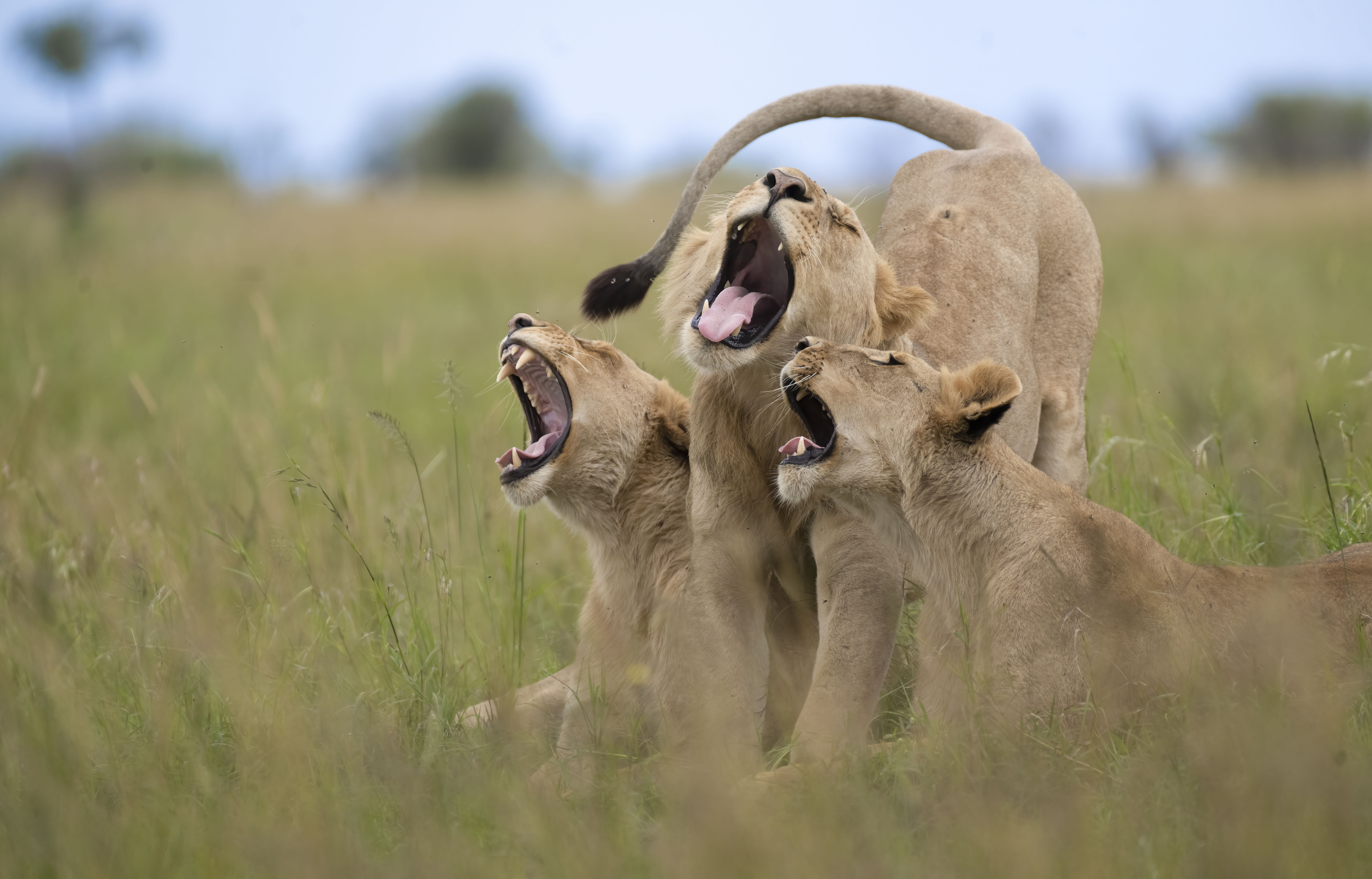 A hilariously lucky moment I caught of these these three lions yawning at the same time.