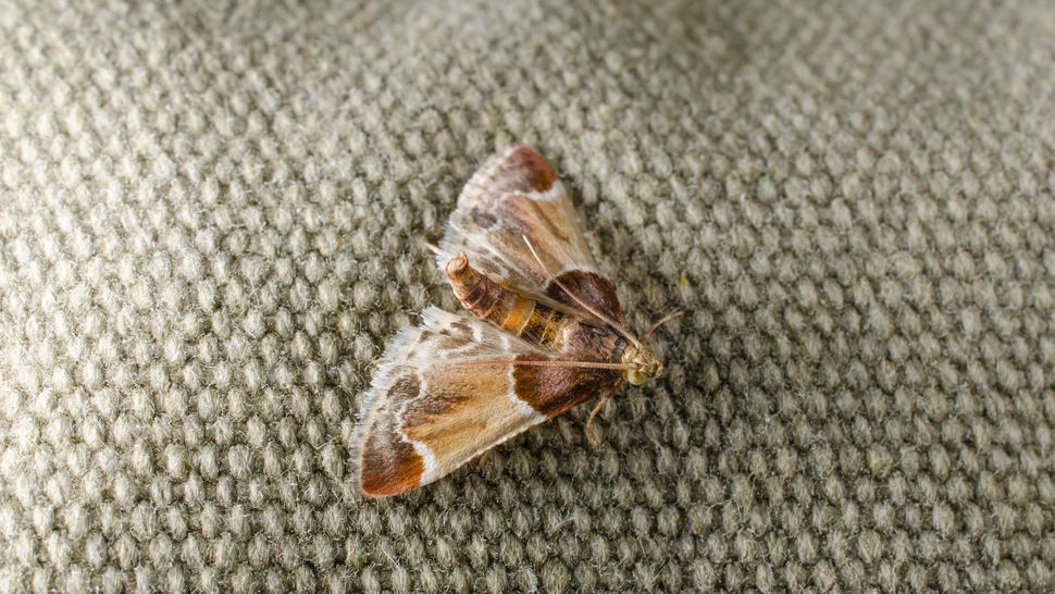 How to get rid of moths and protect your clothes | Tom's Guide