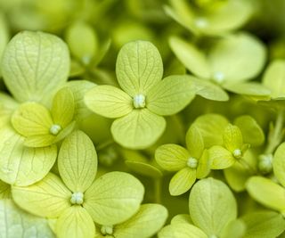 Limelight hydrangea flowers in detail