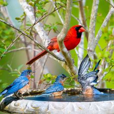 Cardinal watches Eastern bluebirds splashing in bird bath