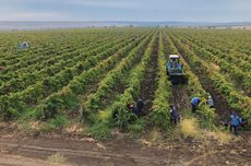 Harvest in the Bolgrad Winery vineyards in Bessarabia, Odesa